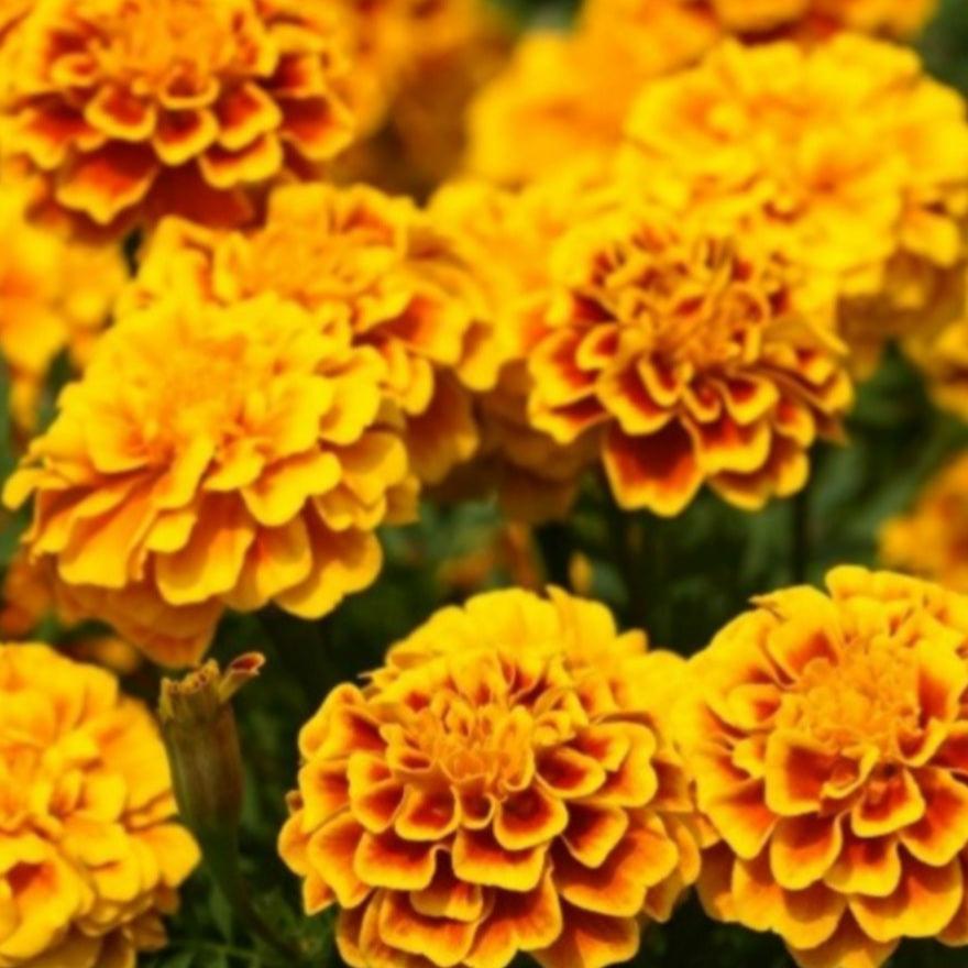 Lutein