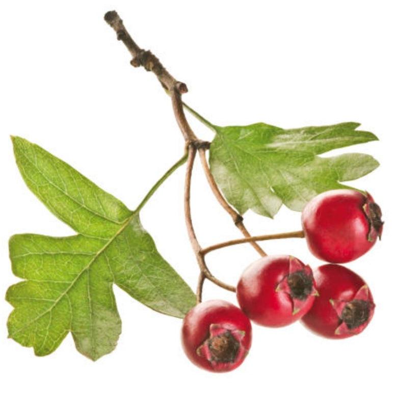 Hawthorne Berries