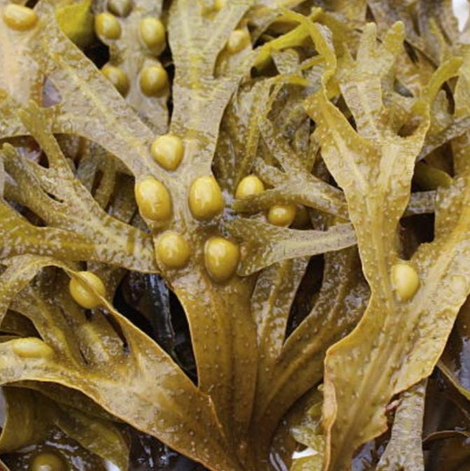 Bladderwrack 