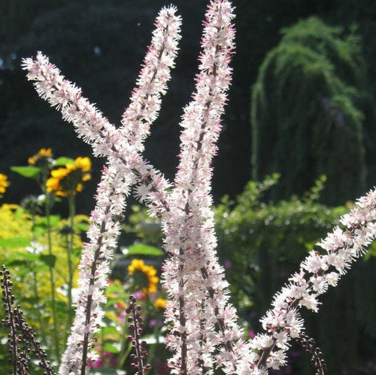 Black Cohosh 