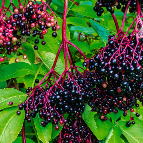 Elderberry Supplement