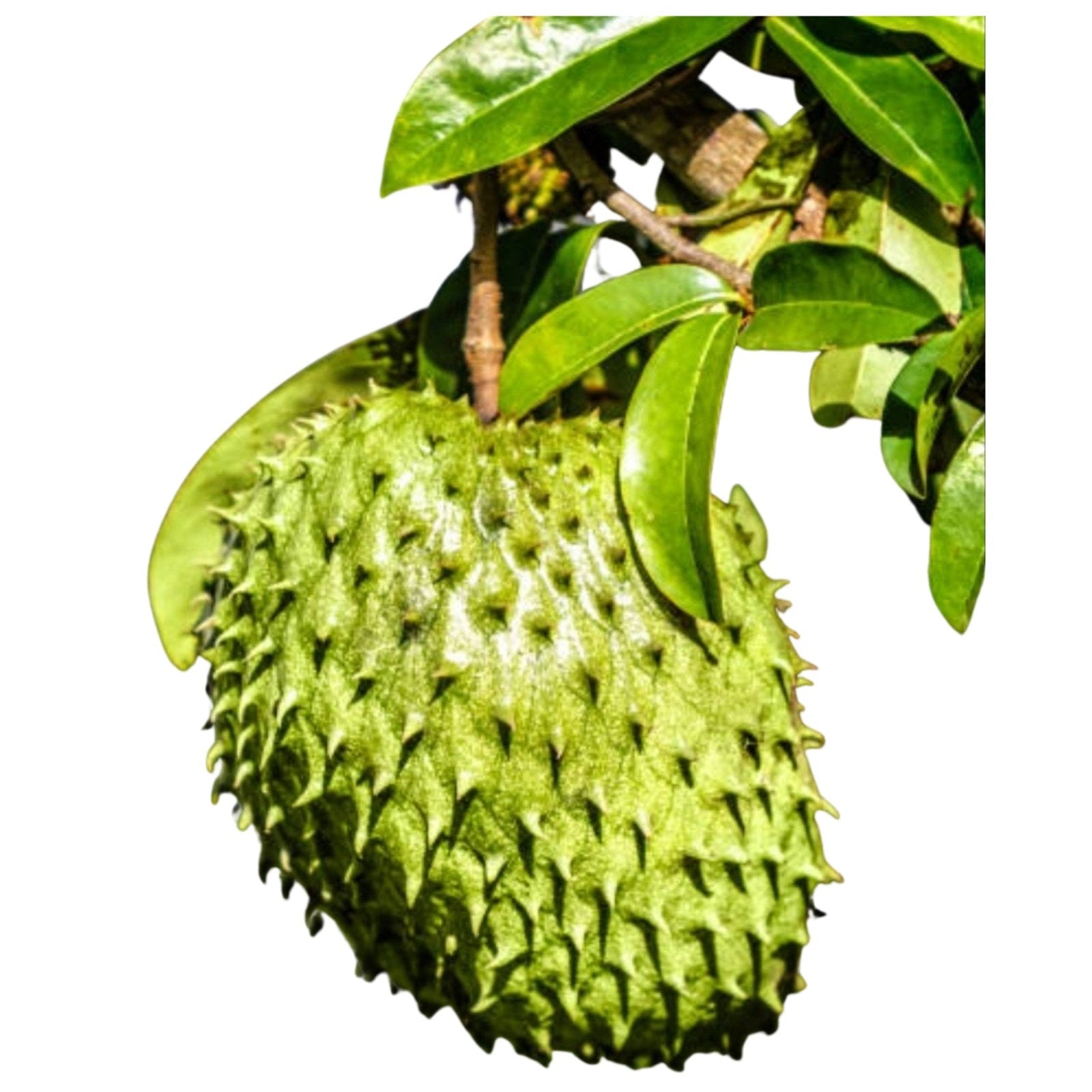 Soursop 